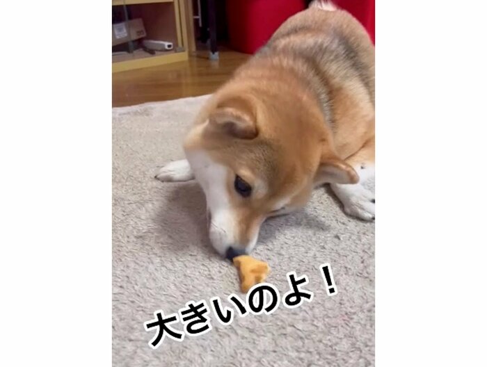 提供:柴犬ゆきちゃん