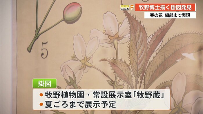 牧野富太郎博士の掛図は夏ごろまで展示予定