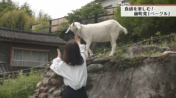 自然豊かな町にはヤギの姿も