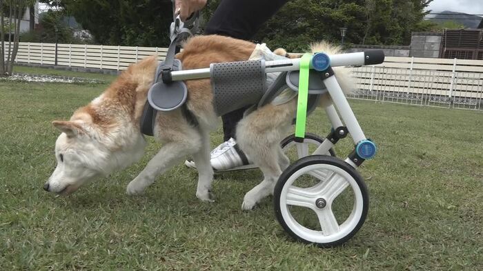 レンタルの新しい車いすを手配中