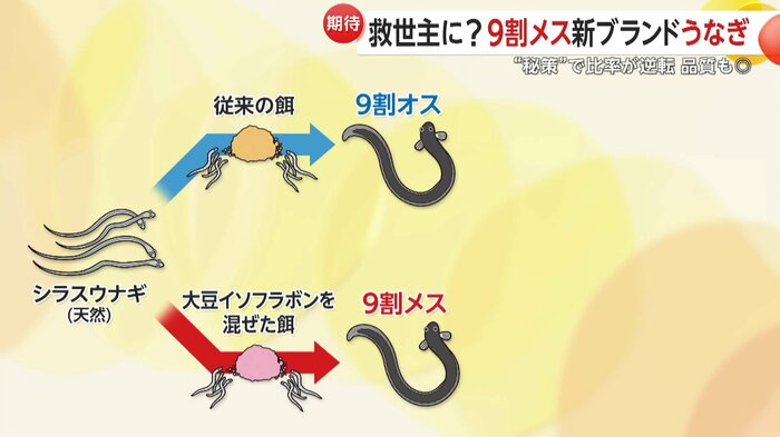 「大豆イソフラボン」を餌に入れたところ、9割がメスに成長したという