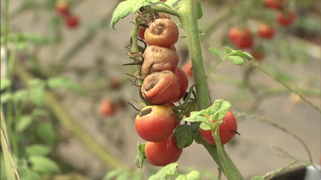 高温により変色しシワシワに