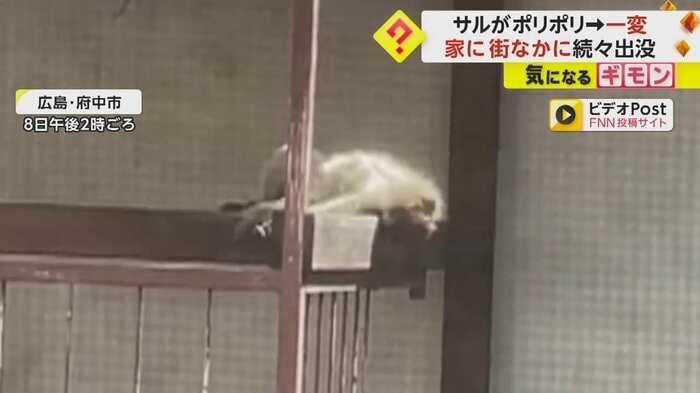 住宅のベランダの手すりの上で腹ばいになって寝転ぶサル