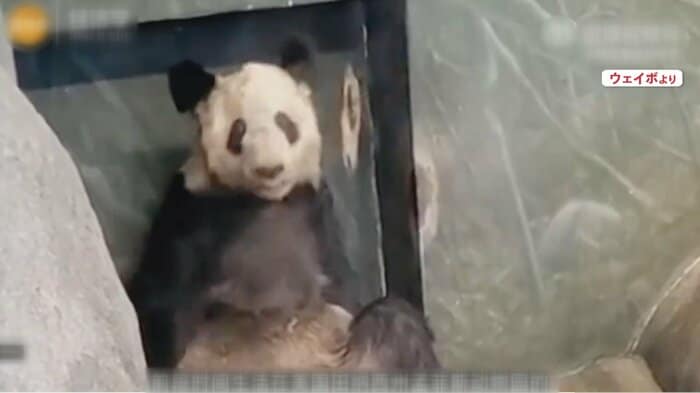 米・テネシー州の「メンフィス動物園」で飼育されているというヤーヤー(22)