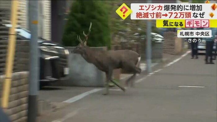住宅街にシカが出没