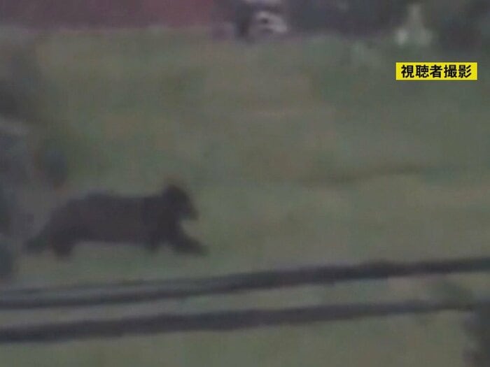 北海道福島町で目撃されたクマ 画像:視聴者撮影