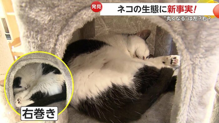 取材途中で巻きの向きが変わっていたネコ