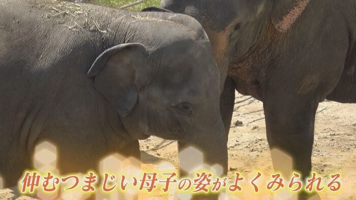 子どもの「わかば」(4歳)と母親の「ゆずは」(23歳)