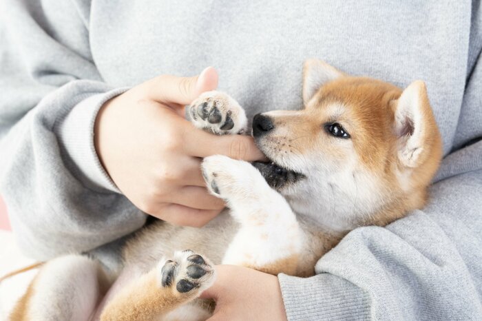”室内飼い”の増加も影響か(画像はイメージ)