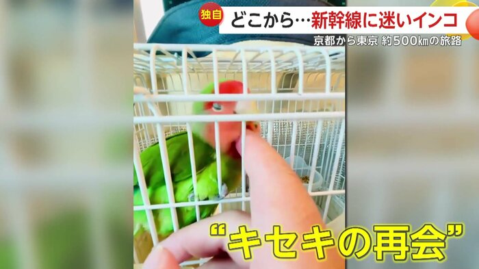無事帰宅したインコ(映像提供:飼い主)