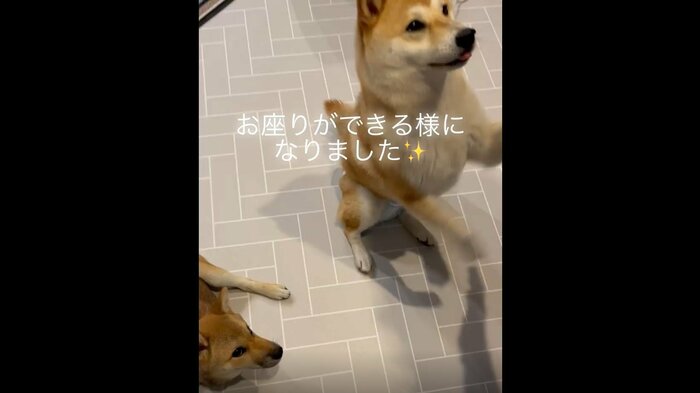 (左から)春子ちゃん、福ちゃん。お姉ちゃんを見ている