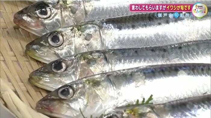 マイワシ