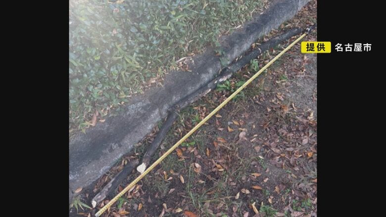 伐採にはジレンマも…「都心の緑ある憩いの場」でケヤキの枝が落下し小学生2人がケガ “枯れて数年経過”か|FNNプライムオンライン