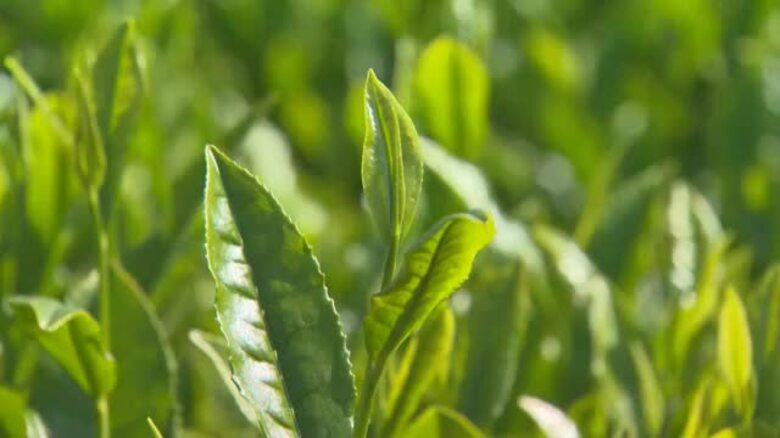 みずみずしい若葉で生育も順調…映画のロケ地にもなった「天空の茶畑」で新茶の収穫始まる【岡山・美作市】｜FNNプライムオンライン