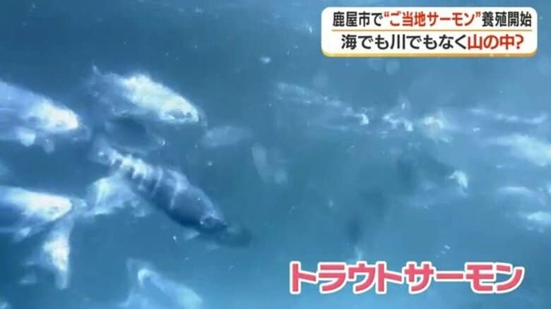 山の湧き水でサーモンを育てる　鹿児島の男性が挑む「大隅から世界へ」の夢｜FNNプライムオンライン