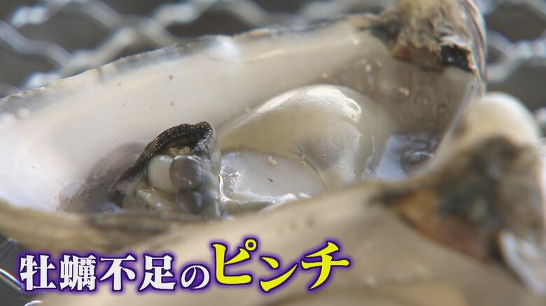 牡蠣シーズンに異変   瀬戸内海では記録的な不漁   玄界灘でも!?   牡蠣小屋オープンも1ヵ月遅れ   全く影響を受けていない品種も 【福岡発】｜FNNプライムオンライン