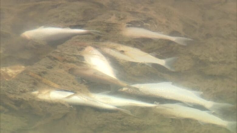 100メートル以上にわたり川に浮かぶ魚の死がい「大量死の原因は酸欠」―北海道函館市の小田島川｜FNNプライムオンライン