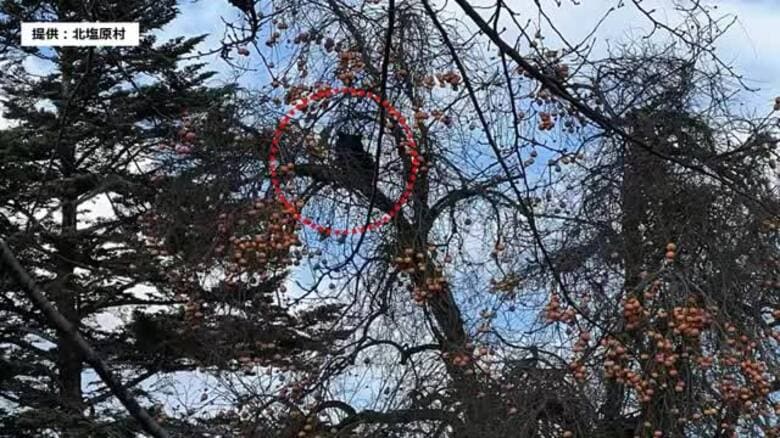 柿の木の上にクマとどまる　北塩原村の住宅敷地内（福島）｜FNNプライムオンライン