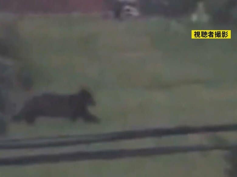 北海道では男性が襲われ死亡…岐阜県内でも『クマ』の出没相次ぐ 高山市では学校のすぐ近くでも目撃情報｜FNNプライムオンライン