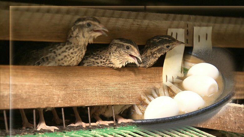 消費低迷でウズラ1万羽を殺処分した生産者の苦悩…福岡県での小学生死亡事故を受け　苦境の中で差し込んだ一筋の光【静岡発】｜FNNプライムオンライン