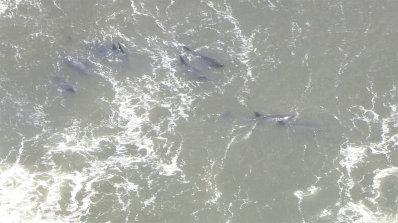 【速報】イルカ約30頭が千葉の海岸に打ち上がる　生きているかは不明…役場が確認作業進める｜FNNプライムオンライン
