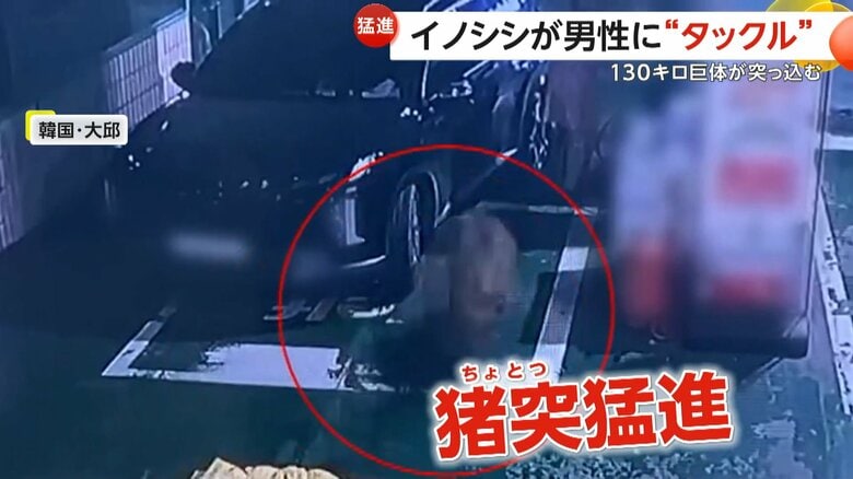 130kgの巨大イノシシが男性に“タックル”　1時間半の逃走のすえ射殺　韓国・大邱｜FNNプライムオンライン