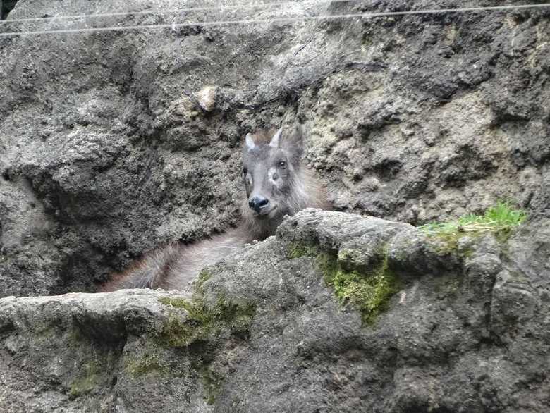提供:(公財)東京動物園協会