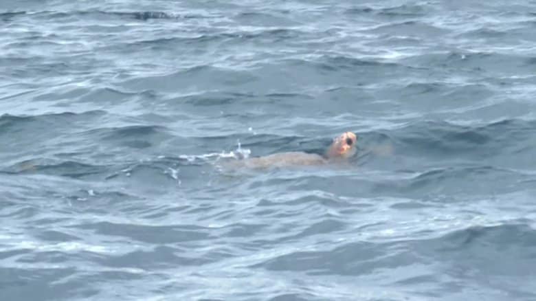 海面から何度も顔を出すリブ