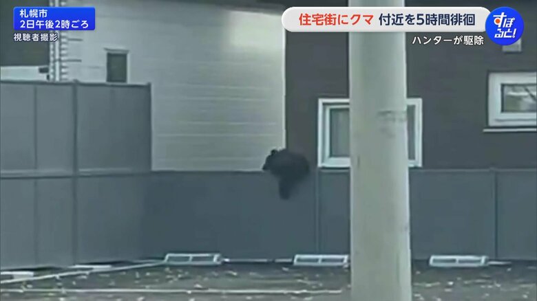 札幌市南区の住宅街に、2日午前11時半ごろから体長70cmほどの子グマ1頭が出没