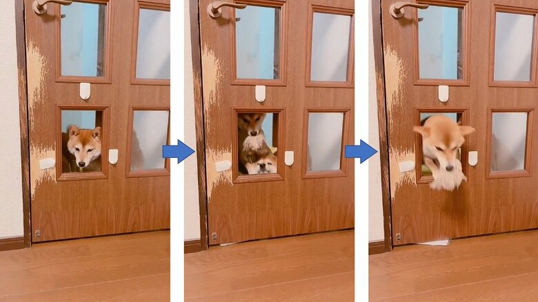 様子をうかがうムックくんを押しのけて、ミントちゃん3回目の通過