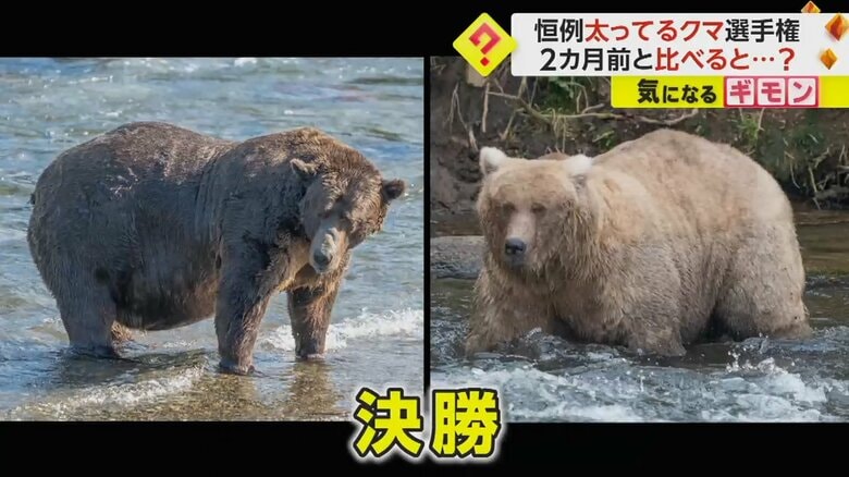 2023年の“太ってるクマ選手権”で、決勝に残ったのは2頭
