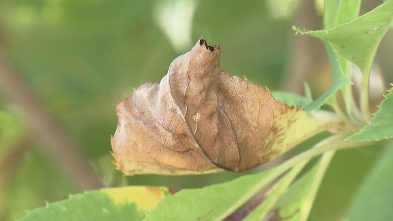 葉焼けした広葉樹