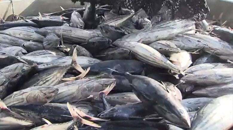 気仙沼で水揚げされるカツオ