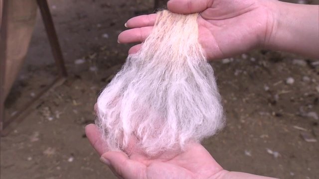 繊維が太く2本で糸をよることができなかった