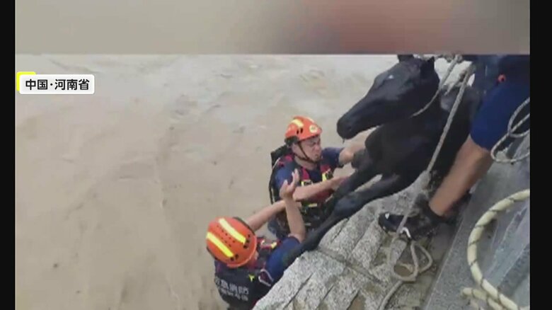 人力で子馬を陸地へ引っ張り上げる救助隊員