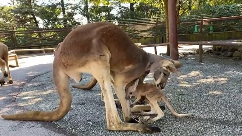 駆け寄ったオスカンガルー