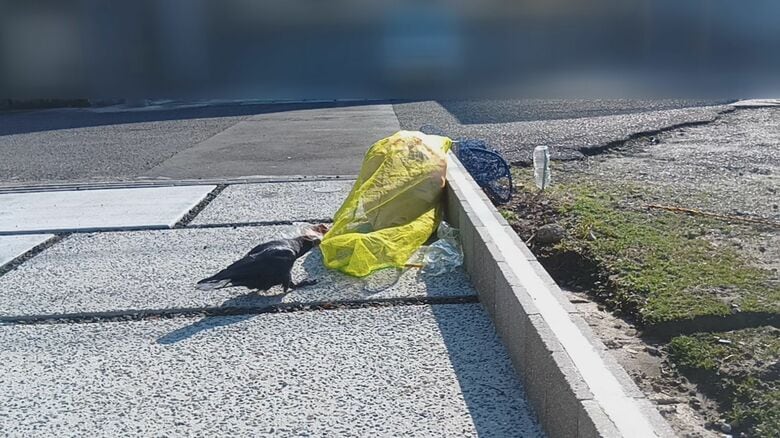 被害防止用にごみ袋にかけていたネットも器用に外す