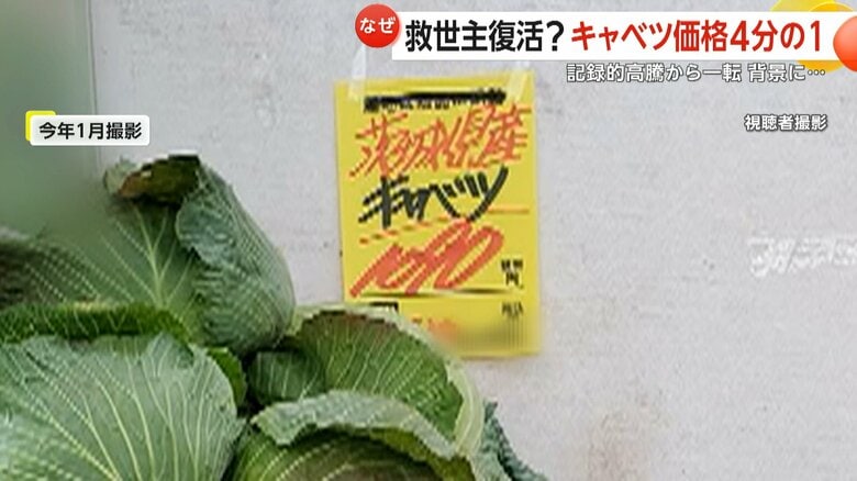 2025年1月には1玉1000円を超えたキャベツ