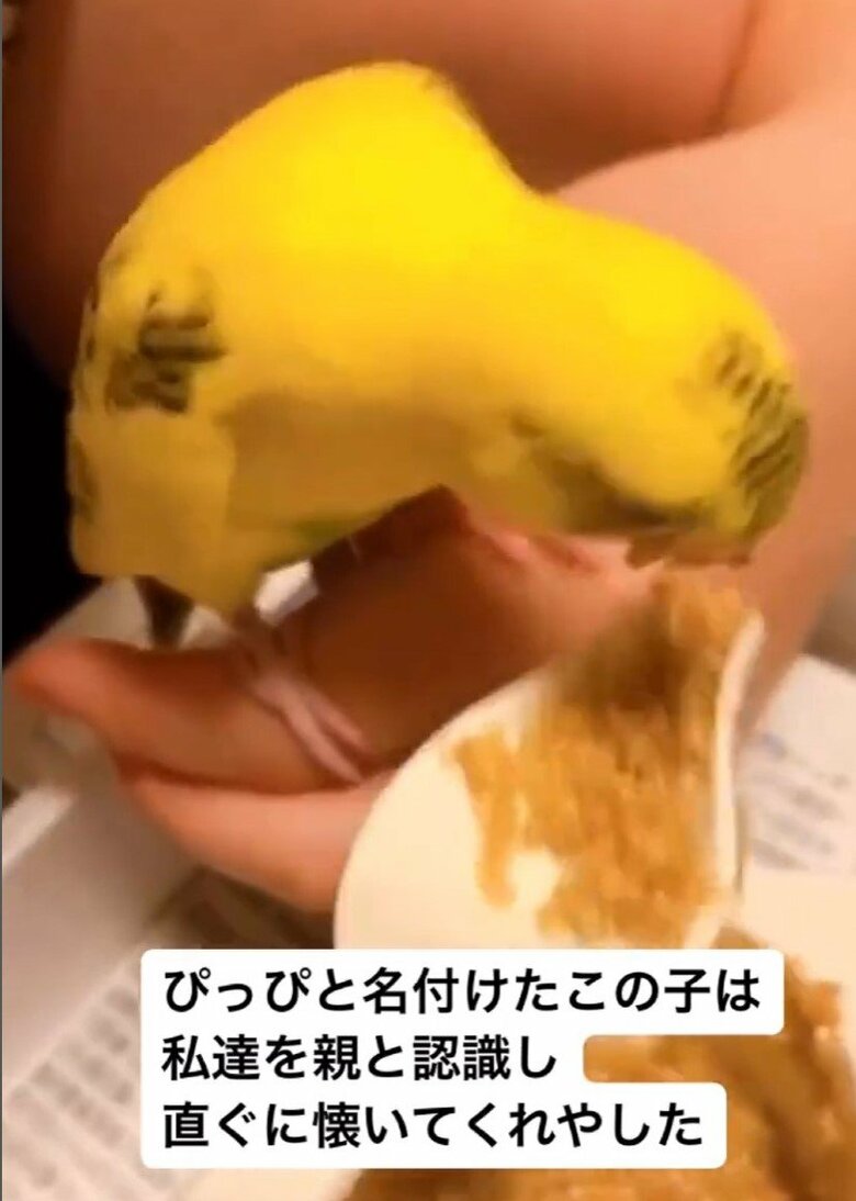 お家に迎えたころのぴっぴくん