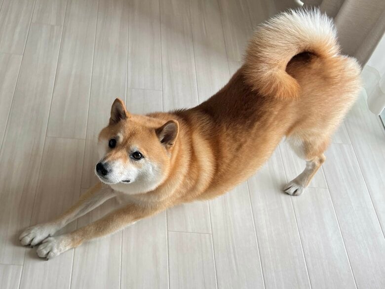 提供：柴犬ふう太さん
