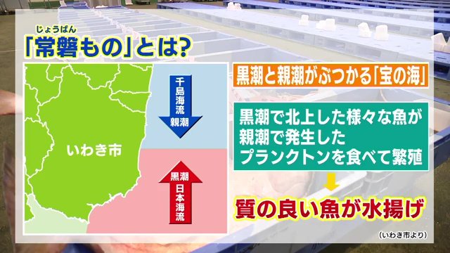 福島県沖は宝の海　良質の「常磐もの」が水揚げされる