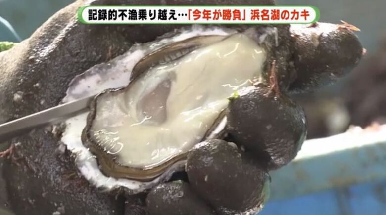 今シーズンのカキは「身が良い」