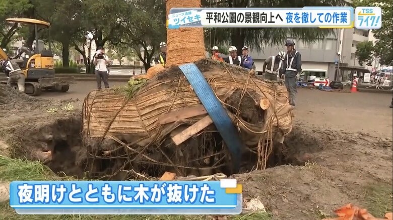 平和大通りで、夜明けとともに抜けたクスノキ