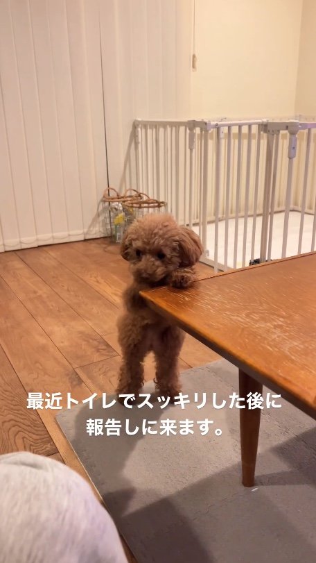 提供：トイプードル ディノセナとジュリさん