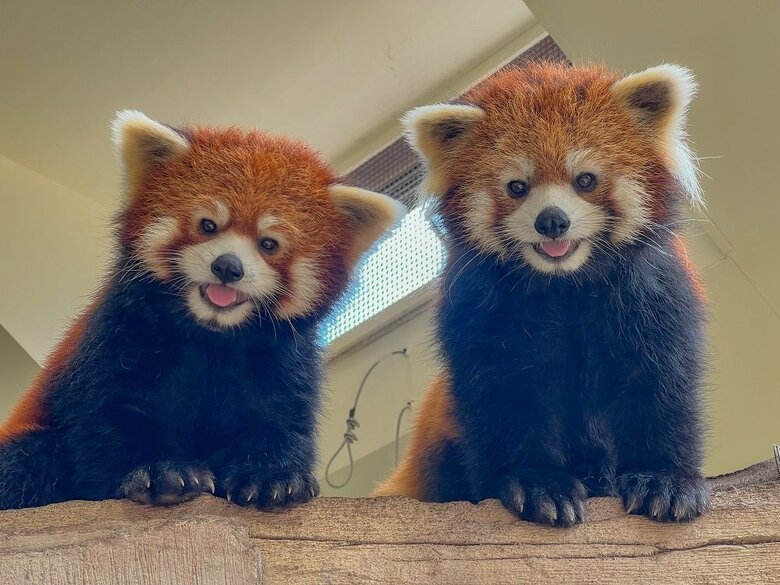 双子のレッサーパンダ兄弟（提供：那須どうぶつ王国）