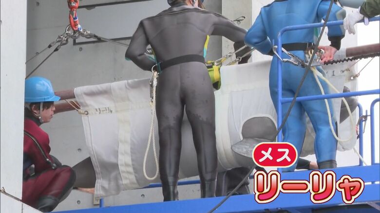 リーリャ（メス）