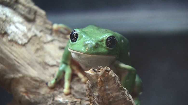 飼育担当はエサの虫を試食するほどの愛情…国内最大級のカエル館をご紹介!【静岡発】