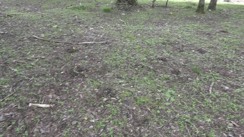 かつては一面に広がっていたが…