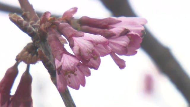 今年も見事な桜並木を期待