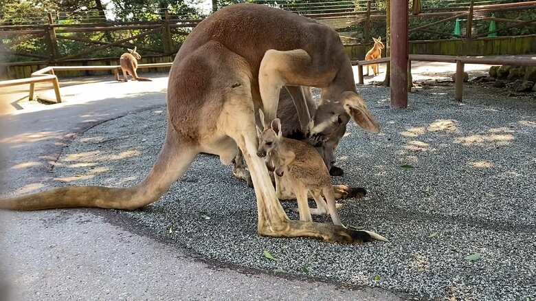 投稿動画のその後　2頭のオスと赤ちゃんカンガルー。確かに匂いを嗅いでいるよう